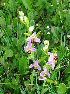 photo of Bee Orchid
