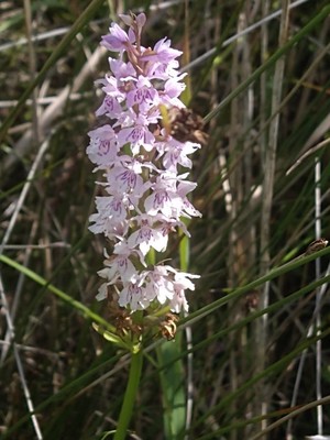 photo of Common Spotted Orchid