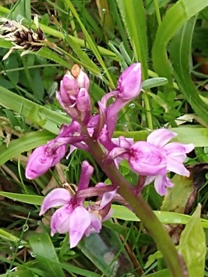 photo of Early Purple Orchid