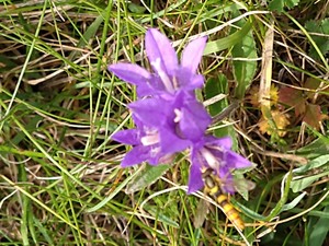 photo of Clustered Bellfower