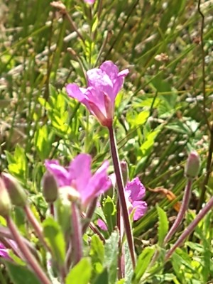 photo of Great Willowherb