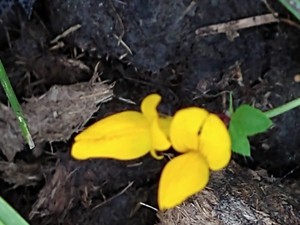 photo of Bird's Foot Trefoil