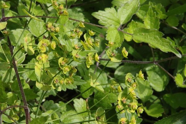 photo of Wood Spurge