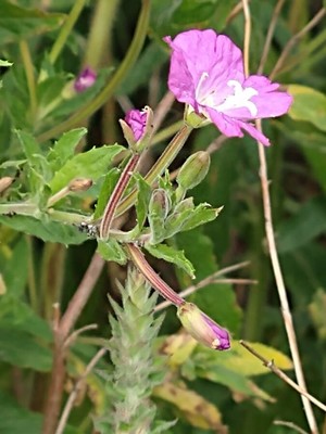photo of Great Willowherb