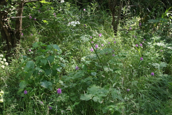 photo of Pyramidal Orchid