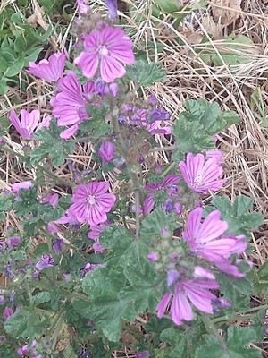 photo of Common Mallow