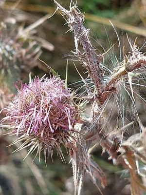 photo of Spear Thistle
