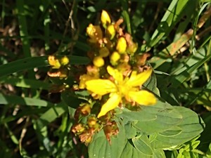 photo of Perforate St. John's Wort