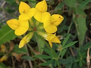 photo of Bird's Foot Trefoil