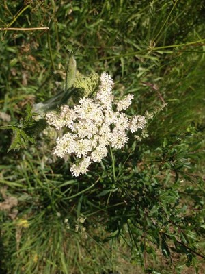 photo of Wild Carrot