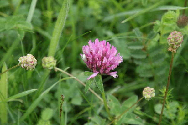 photo of Red Clover