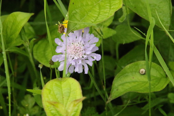 photo of Small Scabious