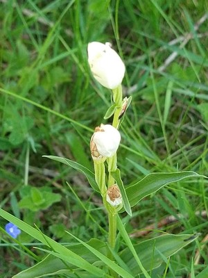 photo of White Helleborine