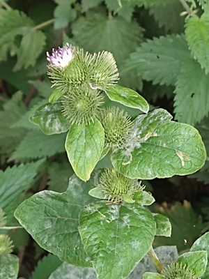 photo of Lesser Burdock