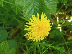 photo of Dandelion