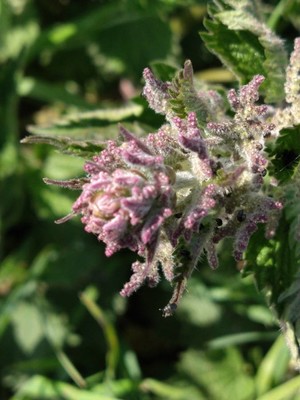 photo of Common Nettle