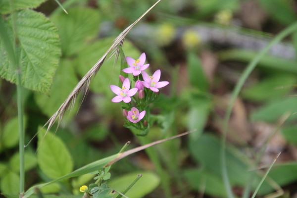 photo of Common Centaury