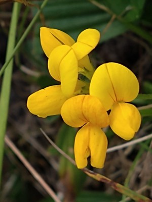photo of Bird's Foot Trefoil