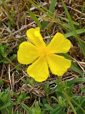 photo of Common Rockrose