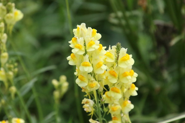 photo of Common Toadflax