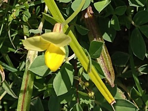 photo of Dragon's Teeth