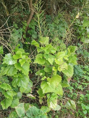 photo of Garlic Mustard
