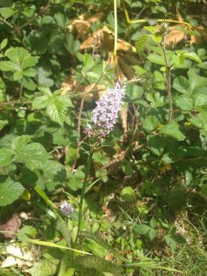photo of Common Spotted Orchid
