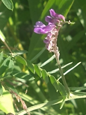 photo of Fodder Vetch