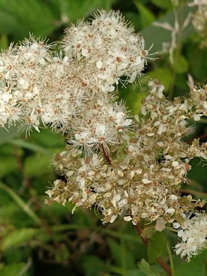 photo of Meadowsweet