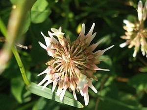 photo of White Clover