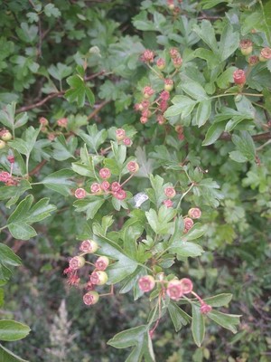 photo of Hawthorn