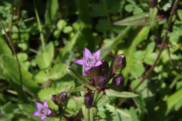photo of Chiltern Gentian