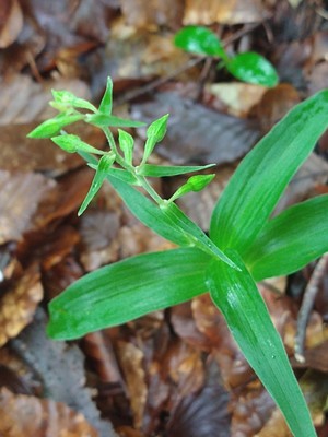 photo of Narrow Lipped Helleborine