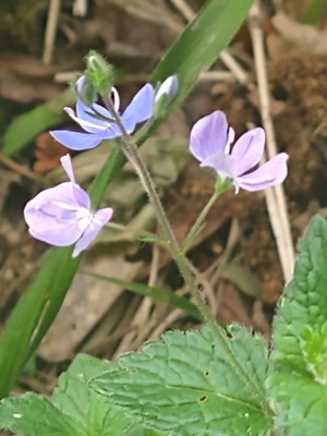 photo of Wood Speedwell