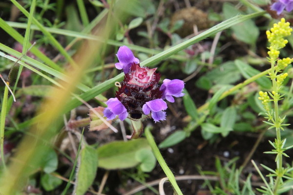 photo of Selfheal