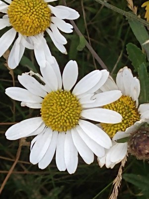 photo of Oxeye Daisy