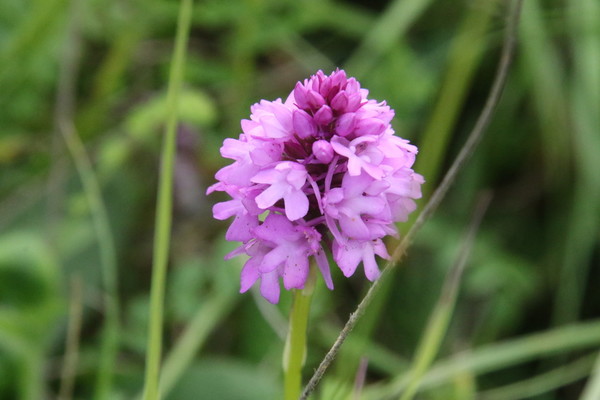 photo of Pyramidal Orchid