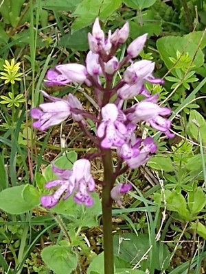 photo of Military Orchid