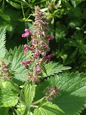 photo of Hedge Woundwort