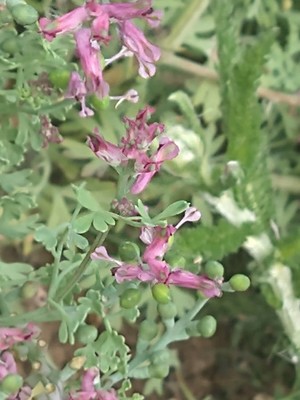 photo of Common Fumitory