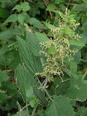 photo of Common Nettle