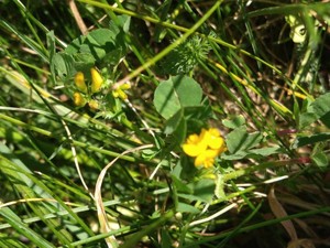 photo of Toothed Medick