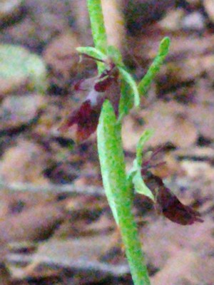 photo of Fly Orchid
