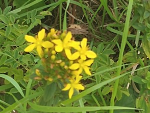 photo of Perforate St. John's Wort