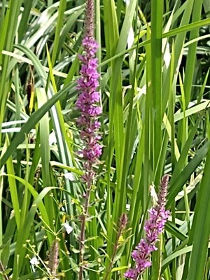 photo of Purple Loosestrife