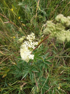 photo of Meadowsweet