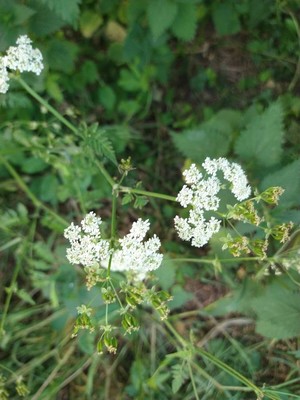 photo of Cow Parsley