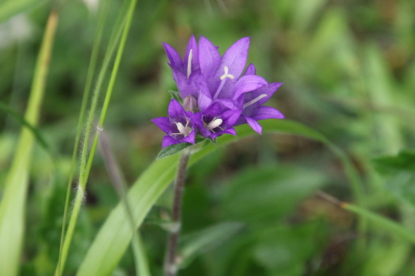 photo of Clustered Bellfower
