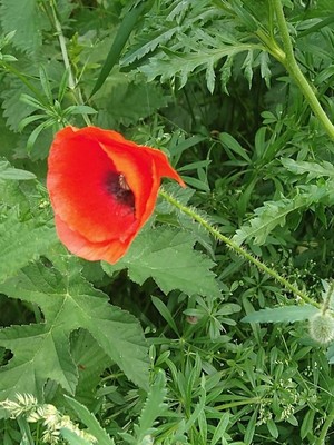photo of Common Poppy