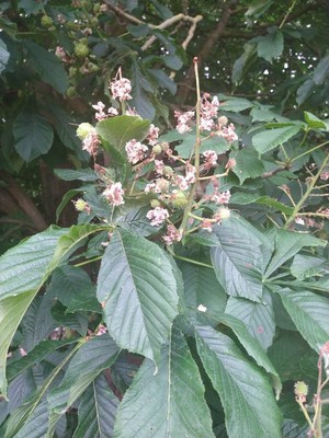 photo of Horse Chestnut